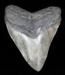 Large Megalodon Tooth - Georgia #37820-2